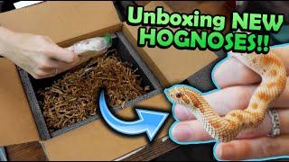 Unboxing New Hognose Snakes! (new morph projects!)