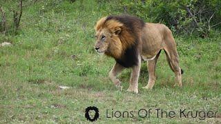 Gomondwane Male Lion, Splitnose! HUGE Gomondwane male Lion Coalition! Kruger National Park!