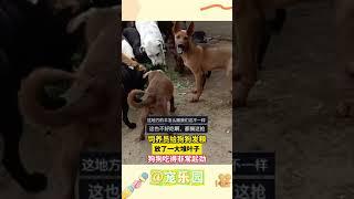 饲养员给狗狗发粮 放了一大堆叶子 狗狗吃得非常起劲 #宠乐园 #轻松一刻 #动物