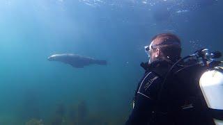 Diving the Ozone wreck at Indented Head 28-12-2019 with Alan & Seal