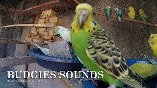 2 HOURS OF PARAKEETS SOUNDS - BUDGIES CHIRPING