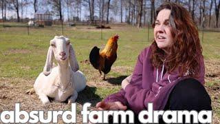 Not the Baby's Daddy (absurd farm drama) | VLOG