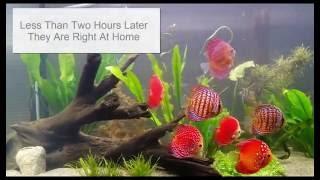 Shipping Tropical Fish by Wattley discus