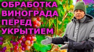 ОСЕННЯЯ ОБРАБОТКА ВИНОГРАДА ОТ БОЛЕЗНЕЙ. ЧЕМ ОБРАБОТАТЬ ВИНОГРАДНИК ОТ БОЛЕЗНЕЙ ОСЕНЬЮ.