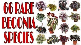 66 RARE BEGONIA SPECIES