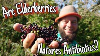 Elderberries - Do Antibiotics Really Grow On Trees! 