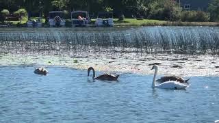 Why Leelanau - Lake Leelanau Narrows