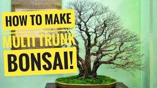 HOW TO MAKE MULTI TRUNK BONSAI TREE 