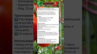 правильно подкармливать помидоры