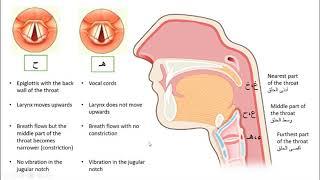 4. Haa (هـ) vs hhaa (ح) | Mastering the Makharij of the Throat Letters | Tajweed | Reading the Quran