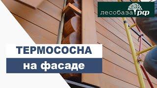 ТЕРМОСОСНА на фасаде!!! Отделка фасада скошенным планкеном из термососны