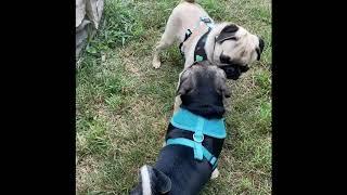 Jello the Pug Meets Ginny the Jug