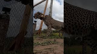 Second Largest Move and Release of Wild Cheetahs