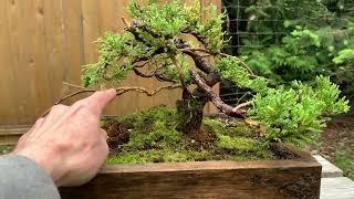 First Styling of a $20 Juniper Bonsai, Subalpine Fir Bonsai & Larch Bonsai