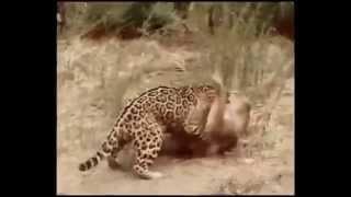 Jaguar vs Puma ‐ "Fight"