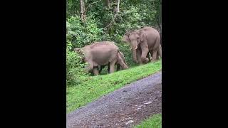 รวมตัว #elephant