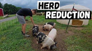 We Can’t Keep Them All: Herd Reduction & Freezer Fill-Up