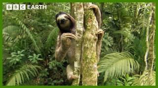 Slow Down With Sloths | Animal ASMR | BBC Earth