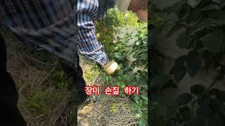 장미손질하기#장미꽃