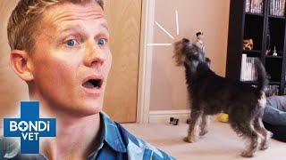 How To Fix Your Dog's Separation Anxiety ️ | Bondi Vet