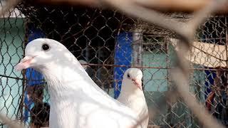 Kabutar (pigeon ) ,Paira at galiffstreet