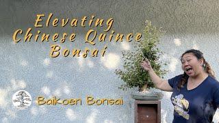 Elevating Elegance: Perfecting the Chinese Quince Bonsai | Tom Lau | Baikoen Bonsai Club