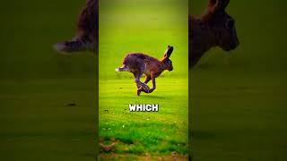 Rabbits vs. Hares - Key DIFFERENCES #animals #rabbit #hare #shorts