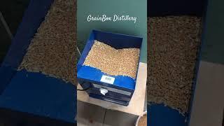 Дробление пшеницы #самогон #дистиллят #moonshine #своимируками #виски #whiskey