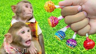 Smart Bim Bim picked fruit from the tree and eat CHUPA CHUPS LOLLIPOPS with Baby Monkey Obi