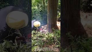 Farmers cut down a giant redwood tree! The scene was shocking when the chainsaw was turned on
