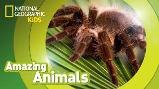 Tarantula ️ | Amazing Animals