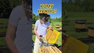 КОМУ И ЗАЧЕМ ТРУТНЁВОЕ МОЛОЧКО
