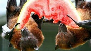 Ebola & Fruit Bat's Diet