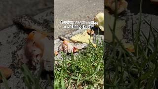 A colony of ants eating food in timelapse ￼￼