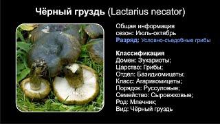 Чёрный груздь (Lactarius necator)