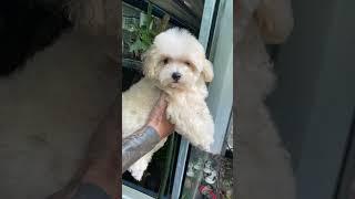 Bring my first dog , lovely , kute boy #vlog #dog