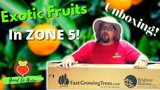 Growing Exotic Fruit Trees in Zone 5| Fast Growing Trees Fruit Tree Unboxing| Indoor Guten Yardening