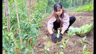 Renovate the vegetable garden and replant the vegetables in the garden. Peaceful life