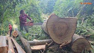 Timelapse Full video 365 days of building a wooden house and the entire manufacturing process