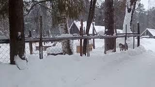 Поездка в Удмуртский питомник ЗСЛ. На испытания.