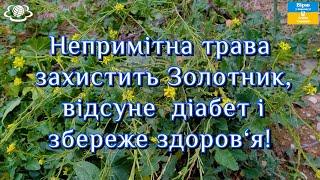 Непримітна трава захистить Золотник, відсуне  діабет і збереже здоров‘я!