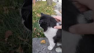 #cats #cat #catlover #catvideos #a cat called Puhi #pets