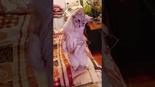 Вы только посмотрите как она умеет! Милота! Кота-Зайка.