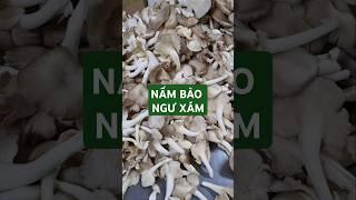 Nấm bào người xám đã dạng các  món ăn #mushroom #nambaonguxam