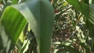 Drip irrigation on maize for high yields