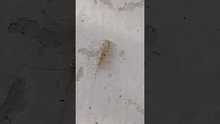 Silverfish bug on walks  #insects #shorts #short #nature #shortfeed #ytshorts
