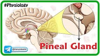 Physiology of pineal gland Animation