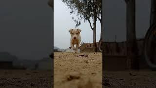 #funny #funny #cute #cute #dog #dog #best #best #cuti #white #puppies #satisfying #funny video