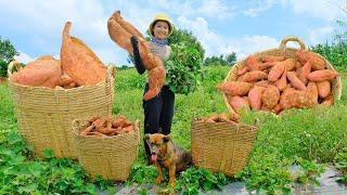 Harvesting the Sweet Potato Garden Goes To Market Sell - Cook Potato Porridge, Farm | Tieu Lien