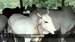 Indian Desi Cow Breed Gangatiri